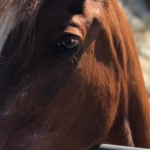 lessons-managing-a-non-profit-horse-rescue-facebook-page-3