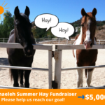 how-to-build-an-passionate-audience-for-non-profit-online-fundraising-1