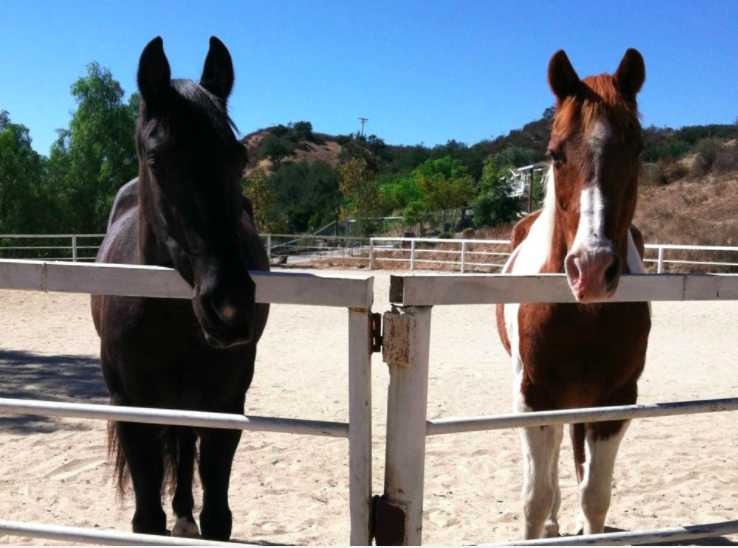 Animal welfare horses