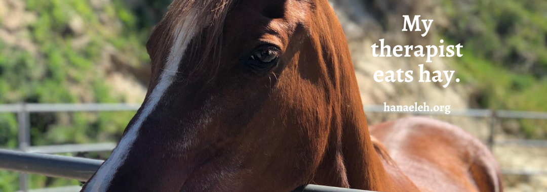 14 Lessons from Managing a 75,000+ Non-Profit Horse Rescue Facebook Page